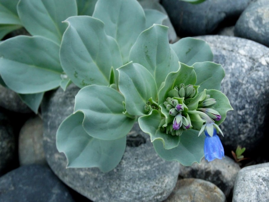 Мертензия Приморская (Mertensia maritima)