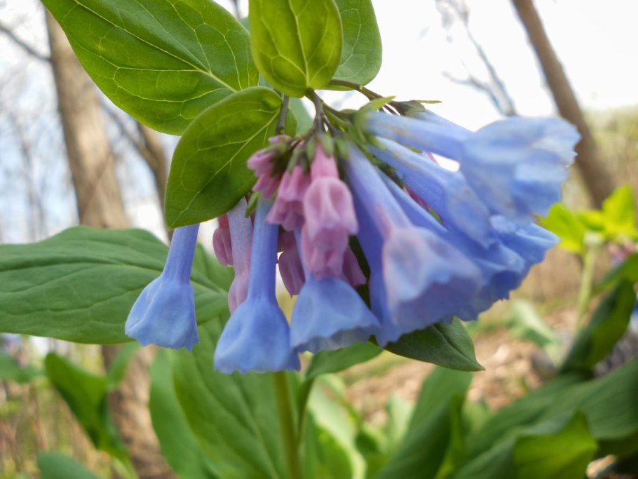 Устричный лист Мертензия