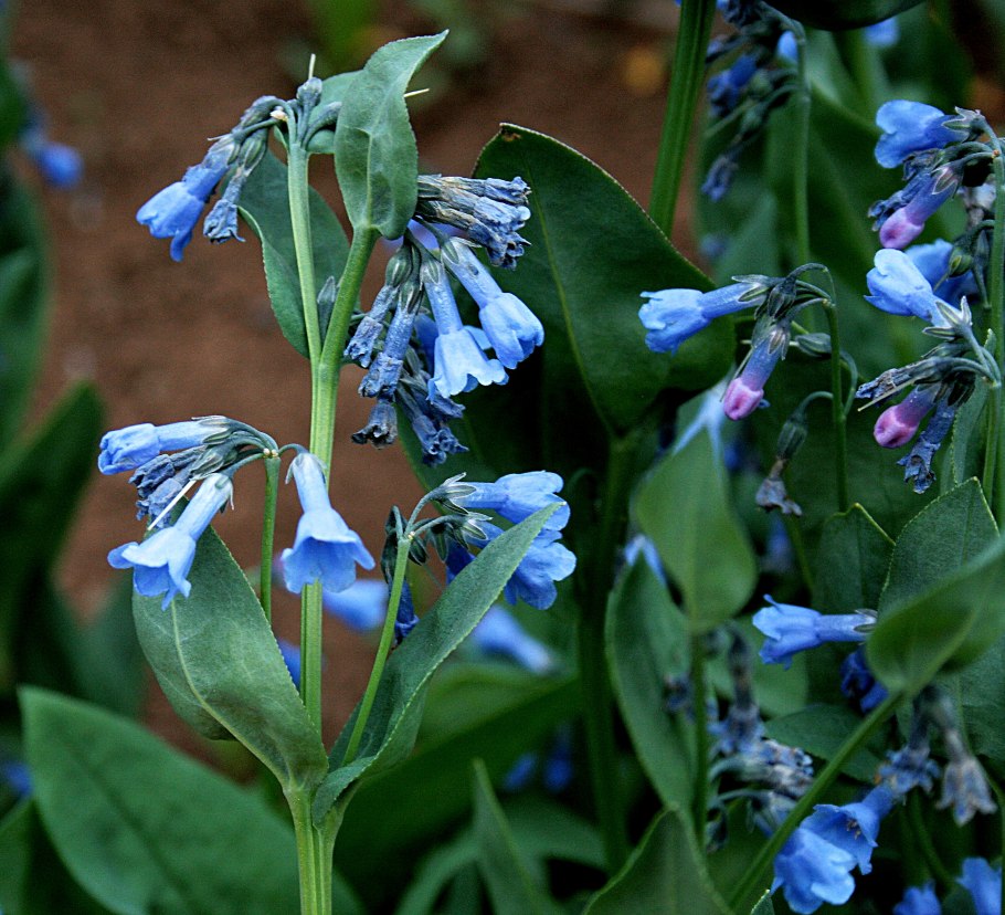 Мертензия Приморская семена