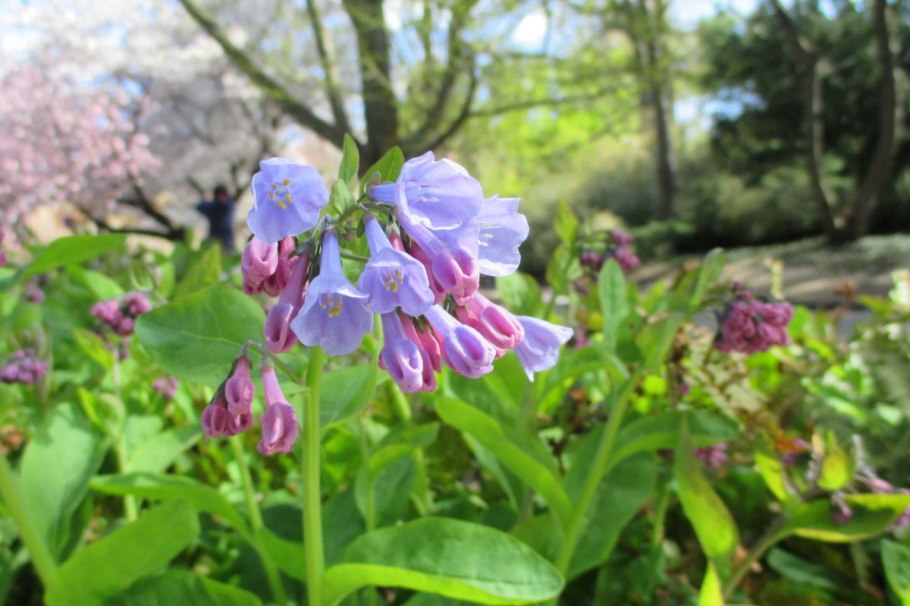 Мертензия Палласа