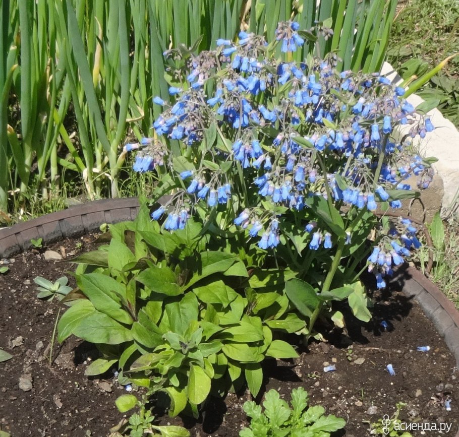 Мертензия Даурская