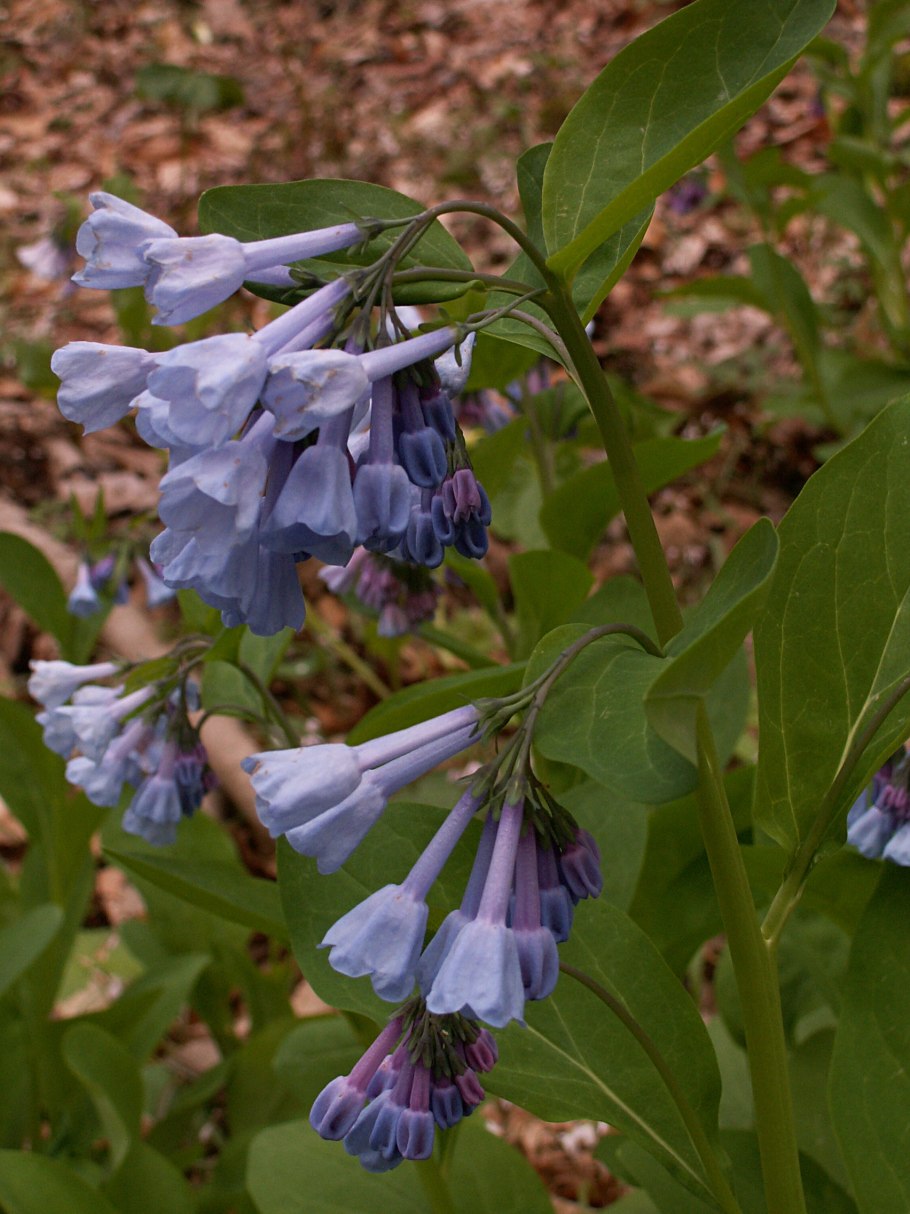 Мертензия виргинская