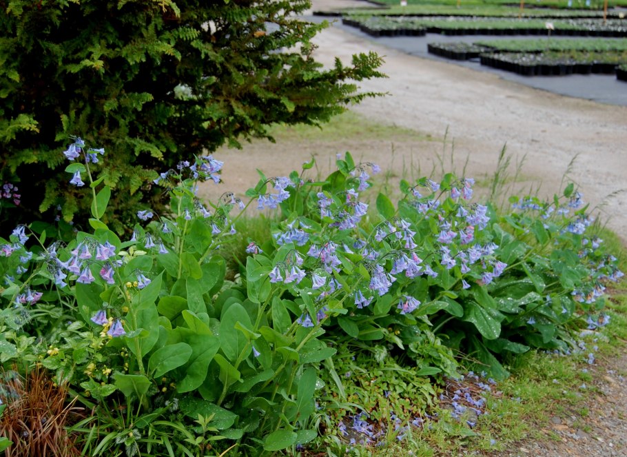 Mertensia virginica