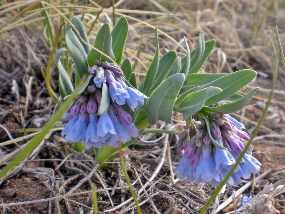 Устричный лист Мертензия