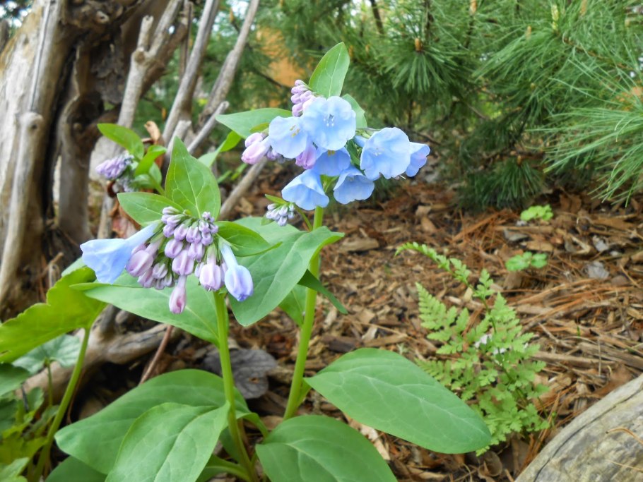 Мертензия Даурская