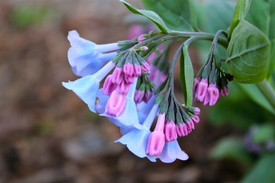 Мертензия Енисейская