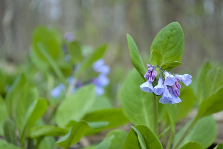 Мертензия виргинская