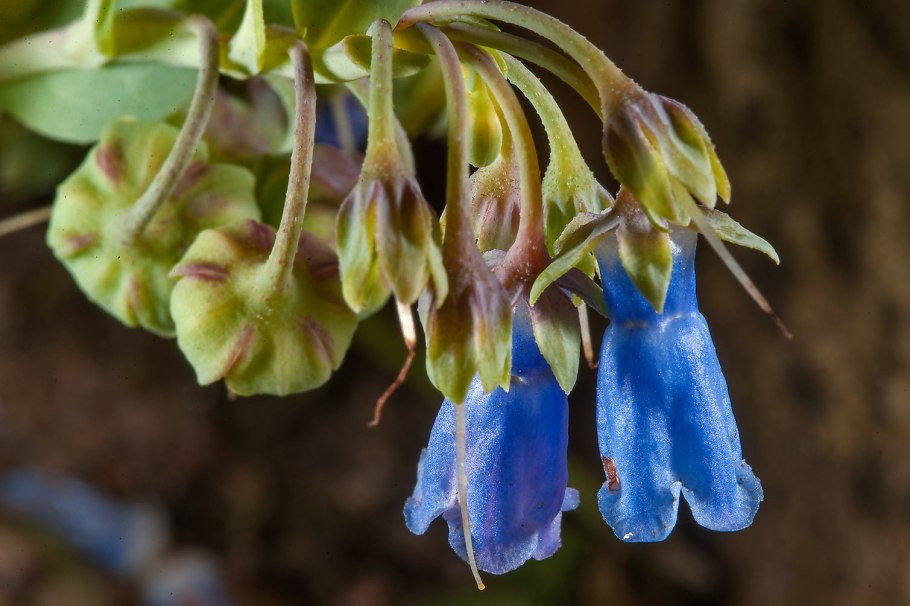 Мертензия Даурская