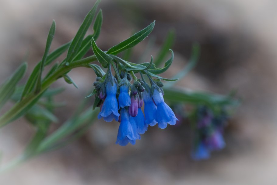 Мертензия виргинская