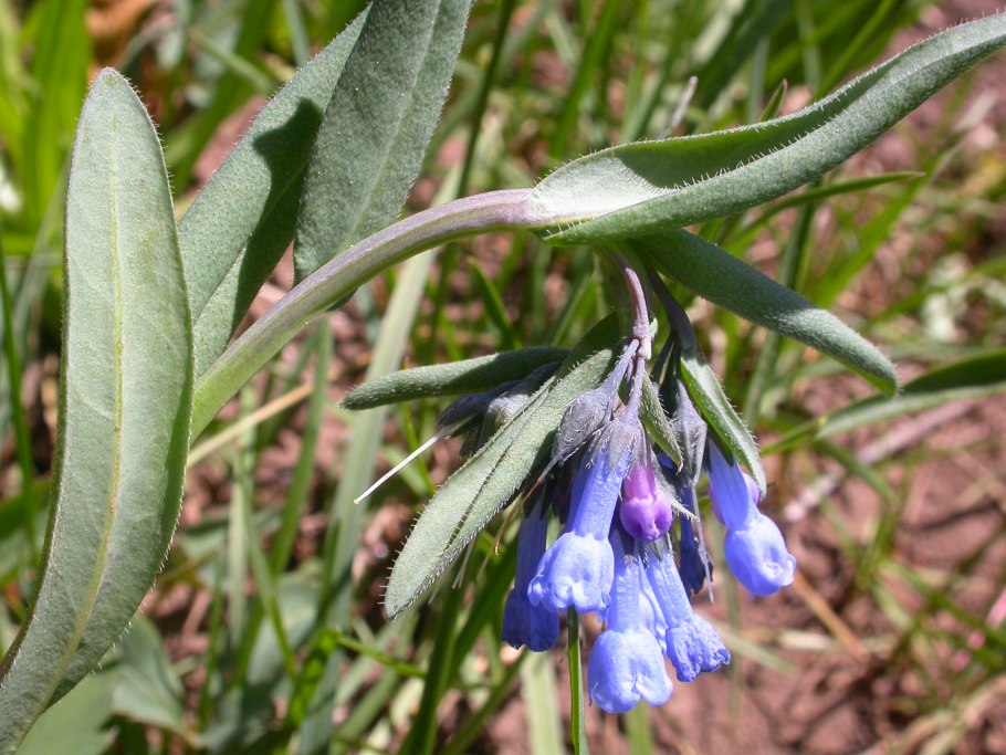 Мертензия сибирская