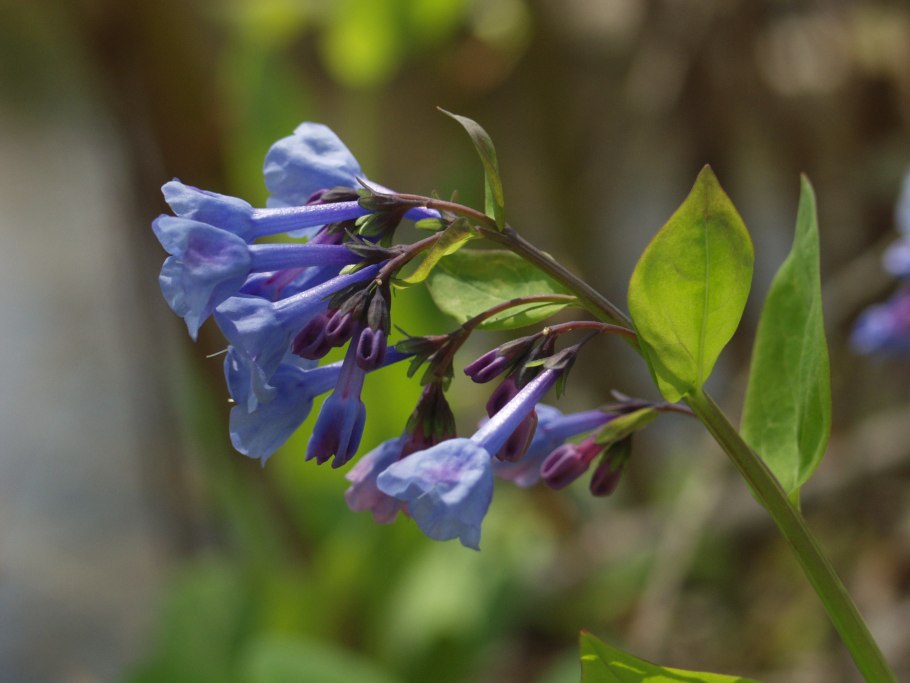 Мертензия Сибирская