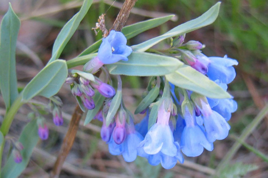 Мертензия виргинская