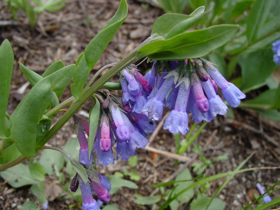 Mertensia virginica Clear Sky