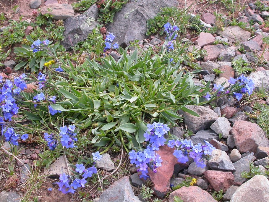 Мертензия ланцетная