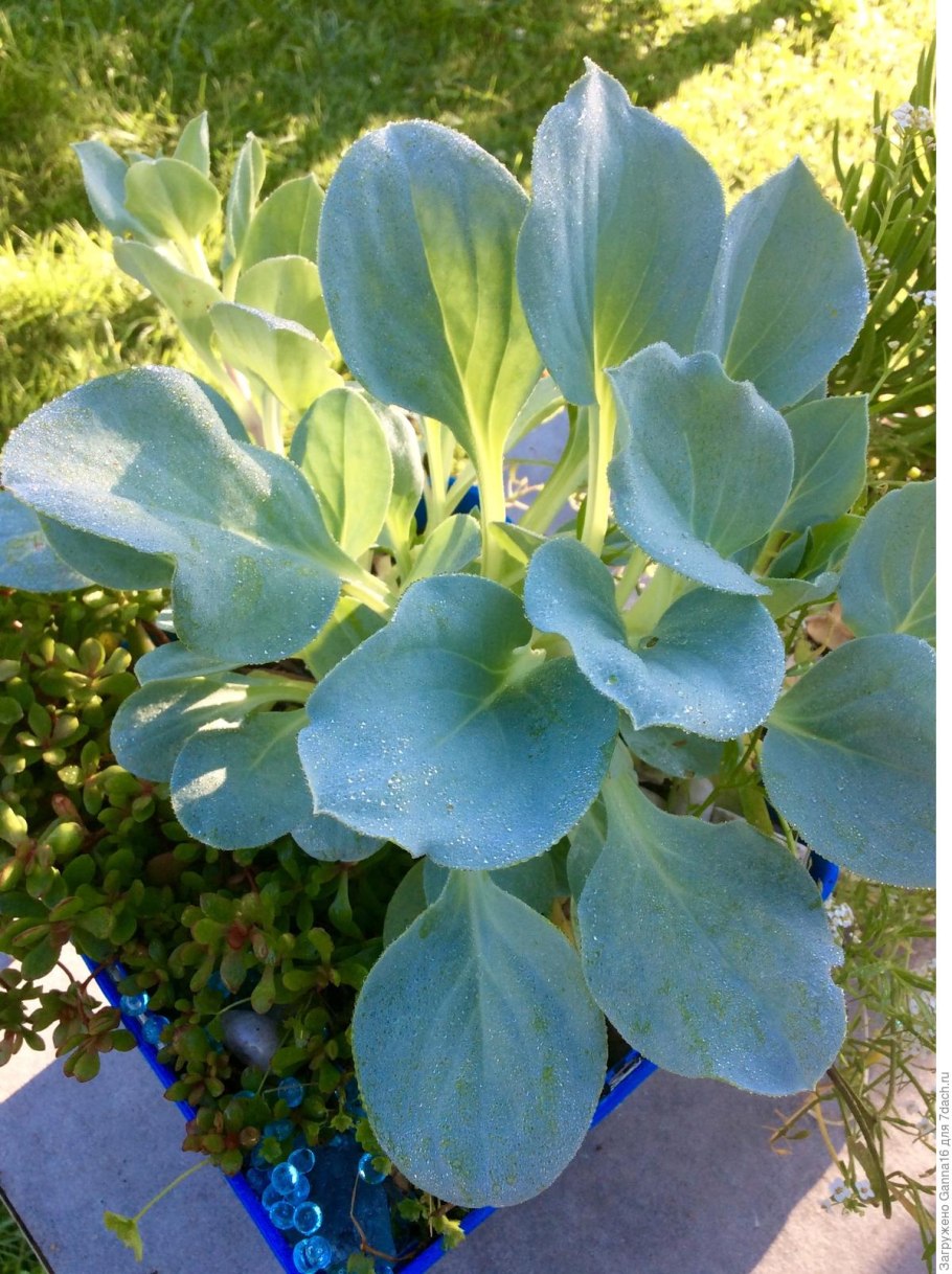 Мертензия виргинская