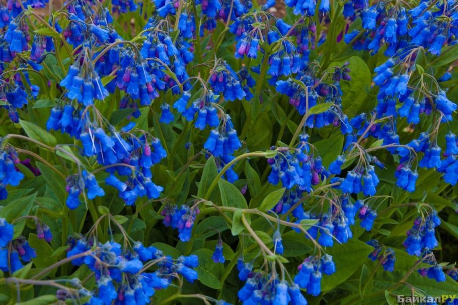 Мертензия многолетник