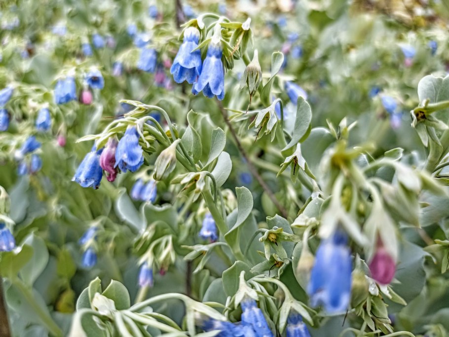 Мертензия виргинская