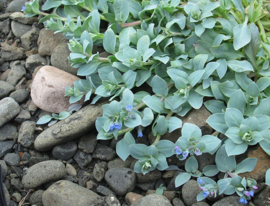 Мертензия азиатская (Mertensia Asiatica)