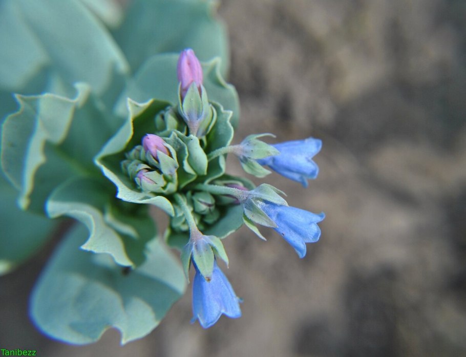 Мертензия мелкопильчатая