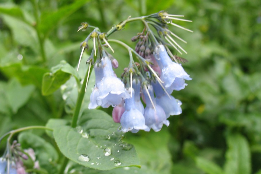 Мертензия Даурская Байкал
