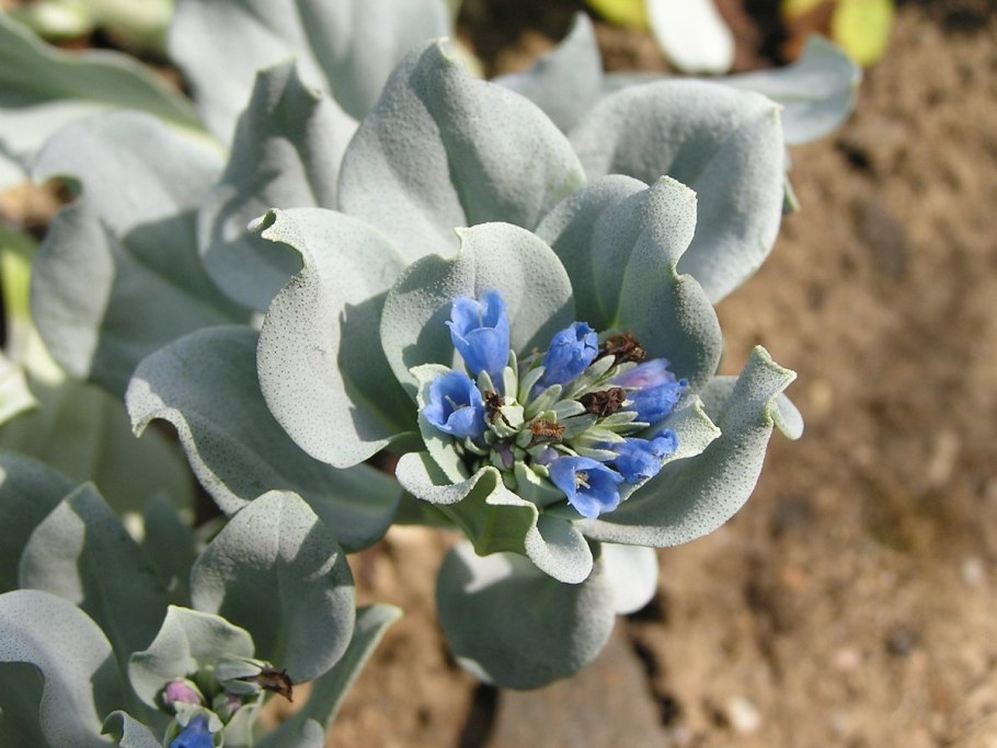 Мертензия Даурская