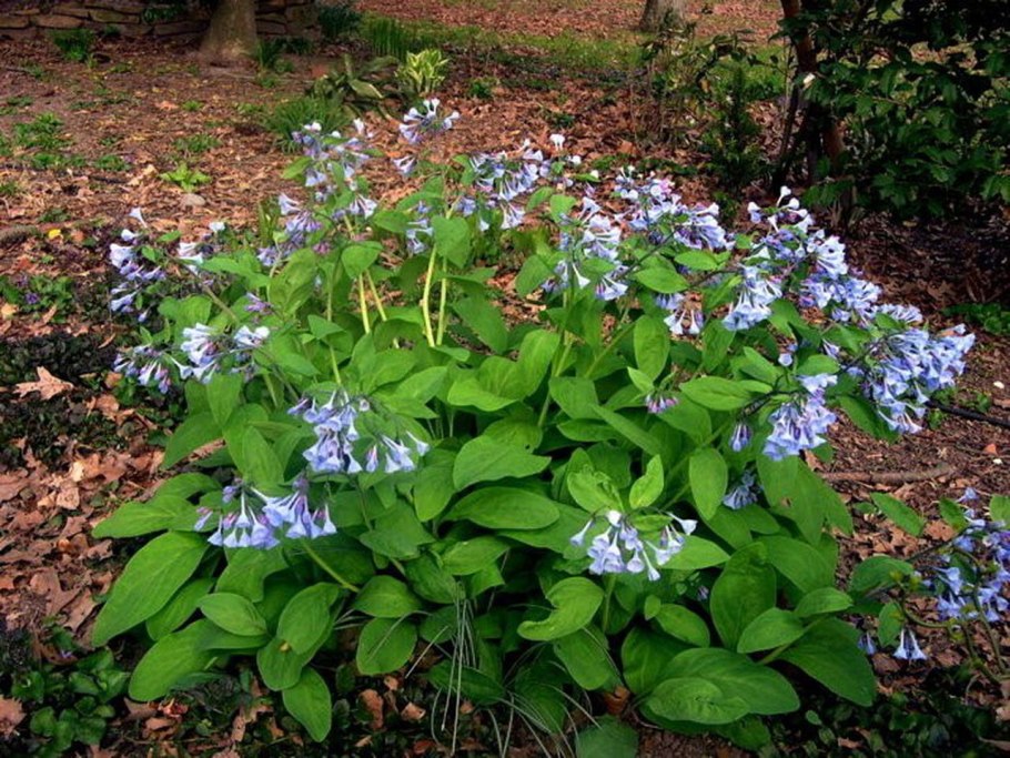 Мертензия мелкопильчатая