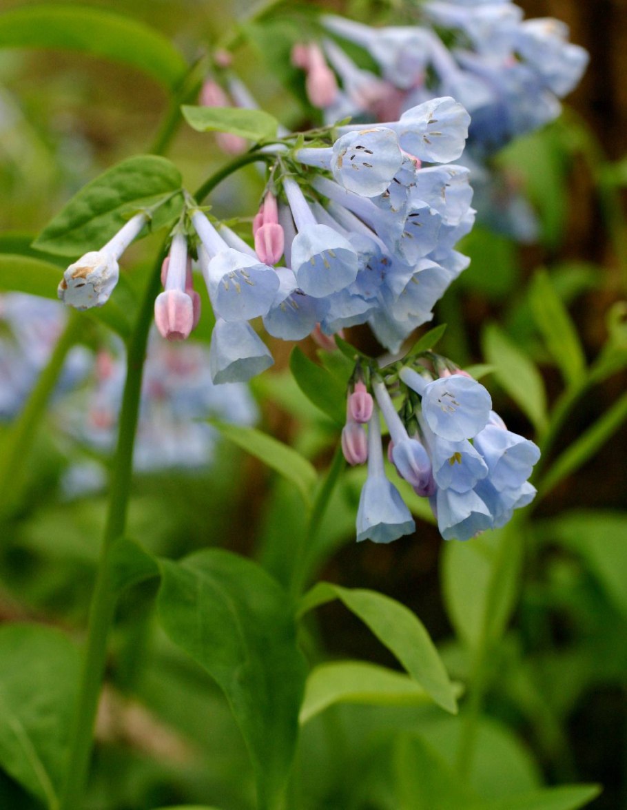 Мертензия Приморская (Mertensia maritima)