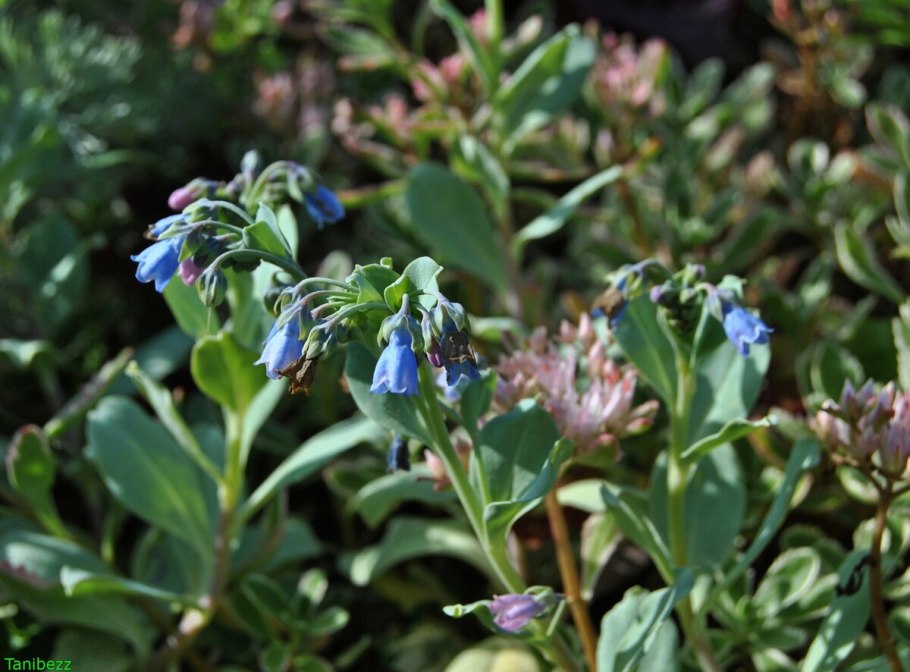 Mertensia brevistyla