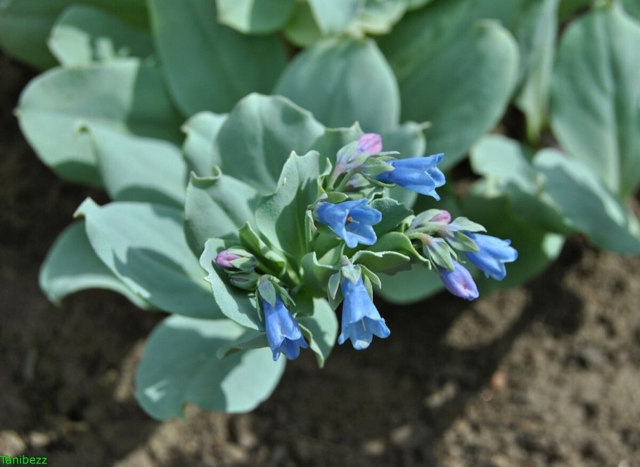 Мертензия Даурская