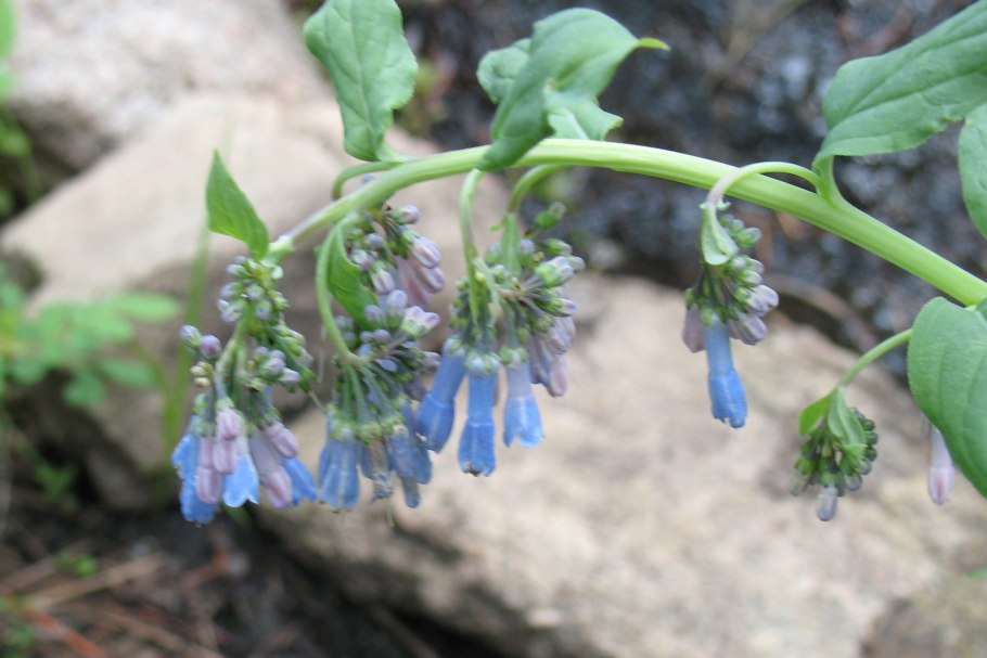 Мертензия примуловидная