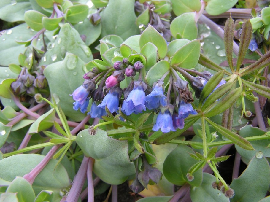 Мертензия мелкопильчатая соцветие