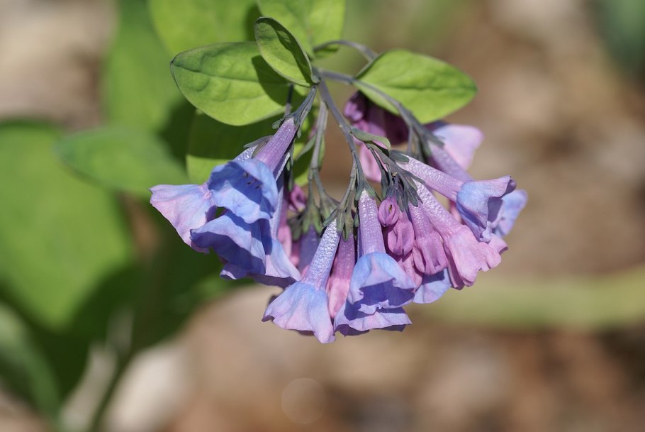 Мертензия виргинская