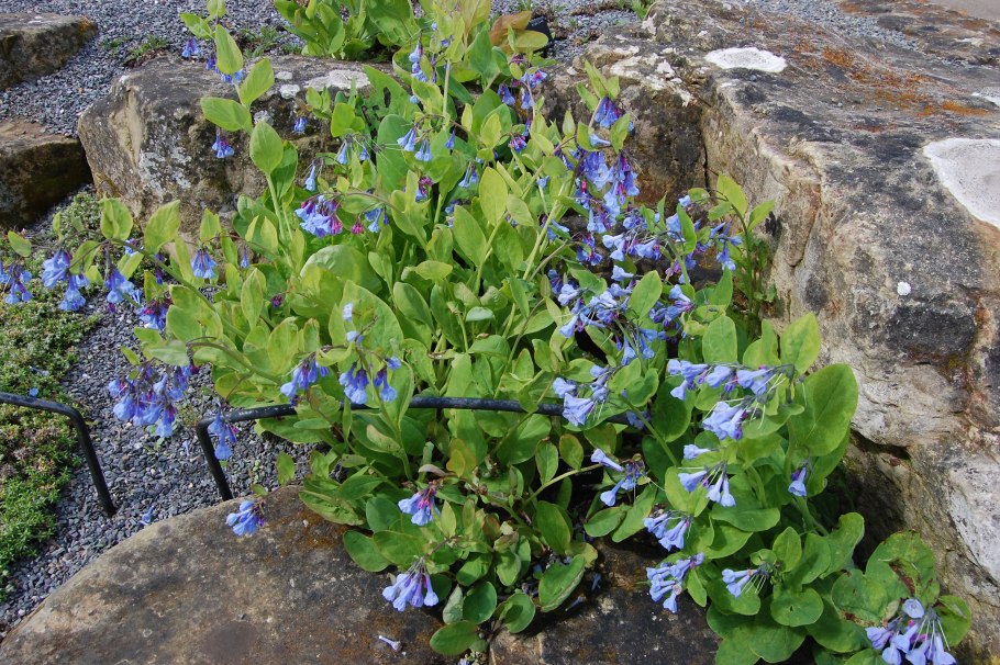 Mertensia maritima