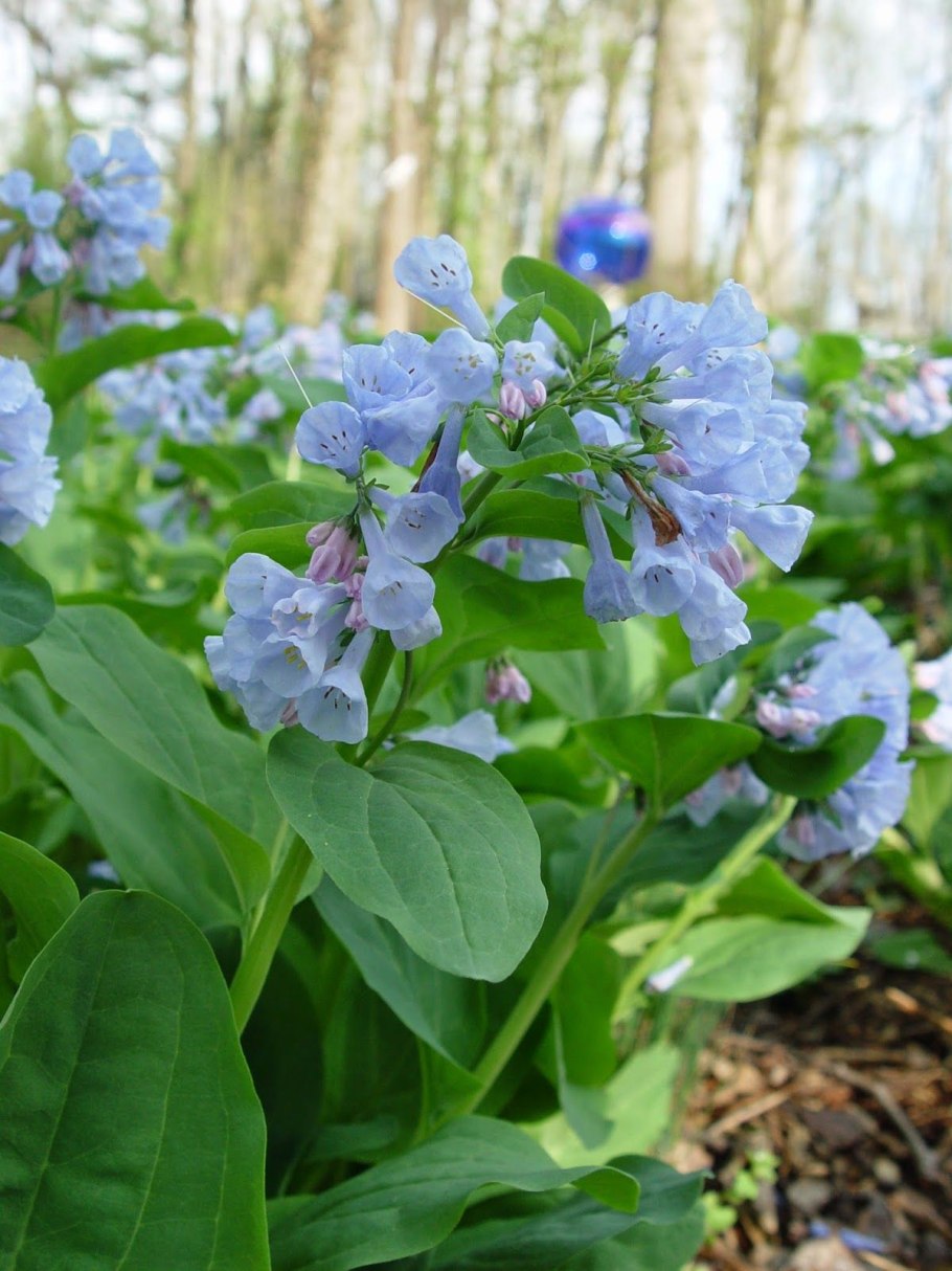 Мертензия Virginia Bluebells