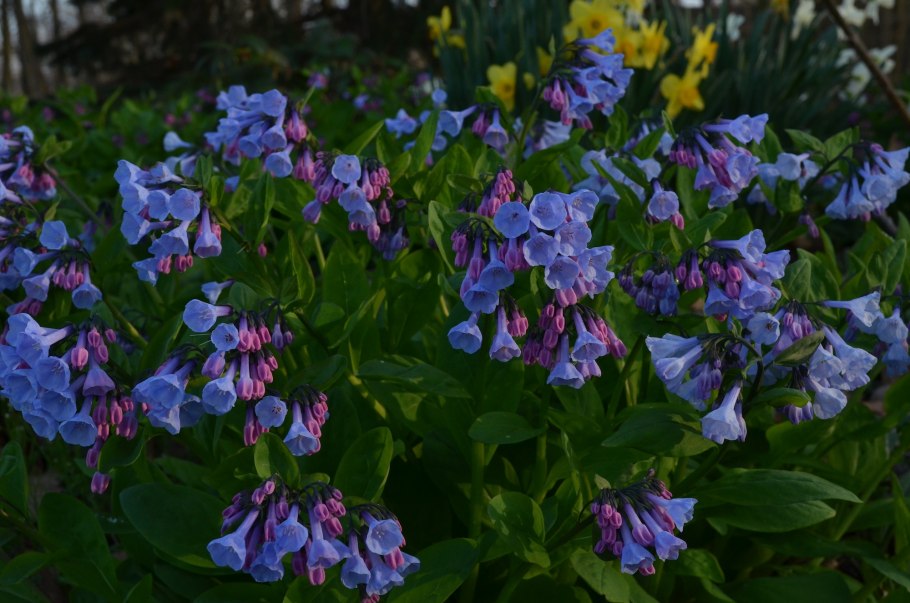 Мертензия виргинская