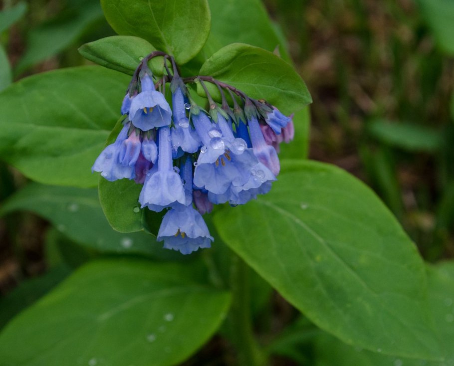 Мертензия азиатская