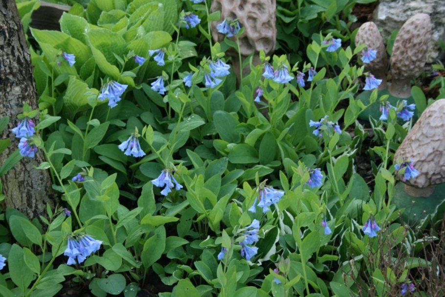 Мертензия виргинская