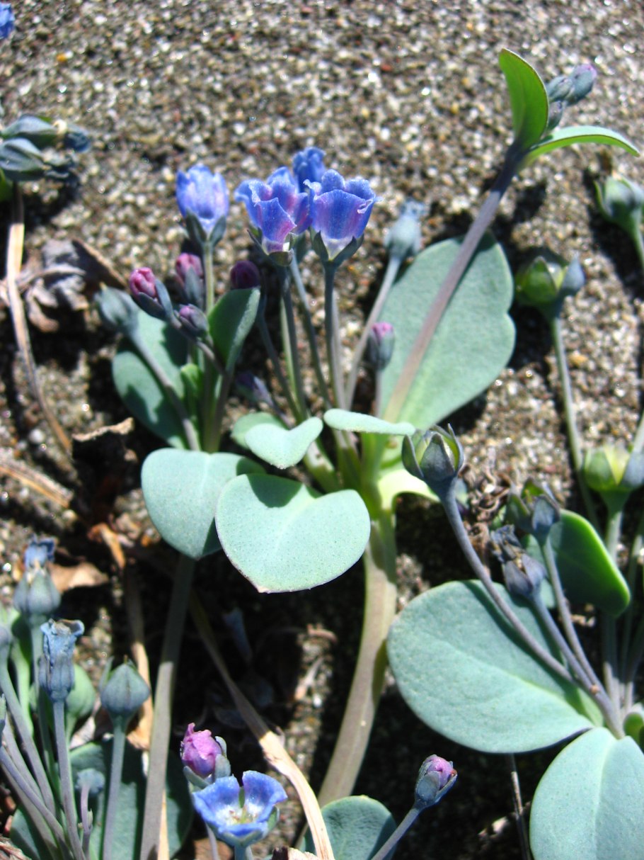 Мертензия Virginia Bluebells