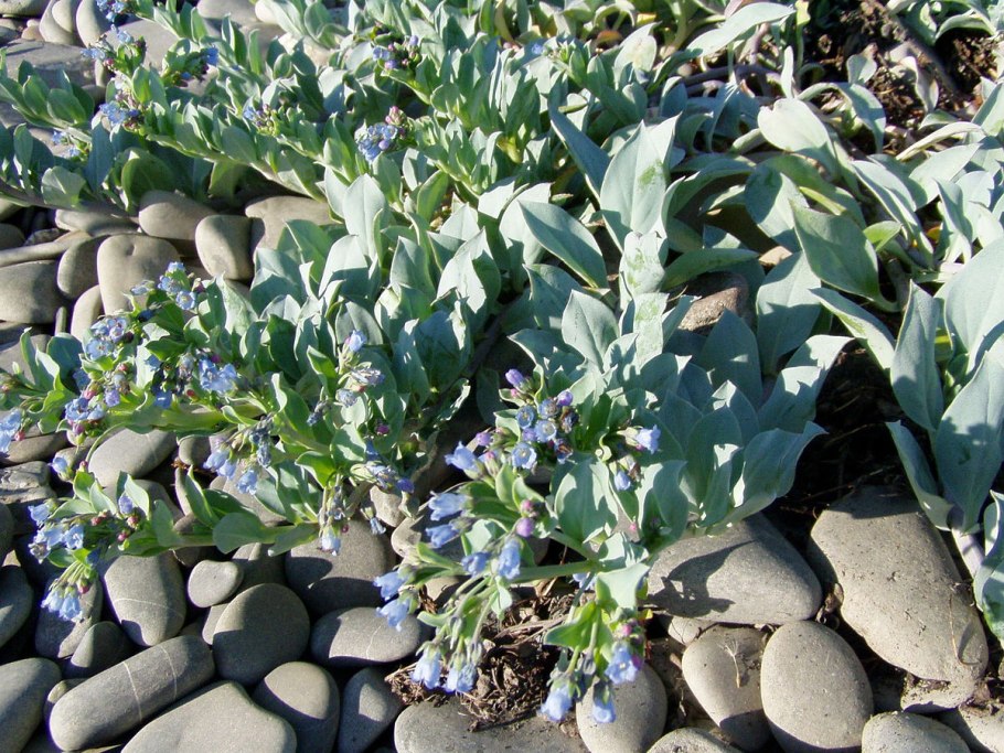 Мертензия азиатская (Mertensia Asiatica)