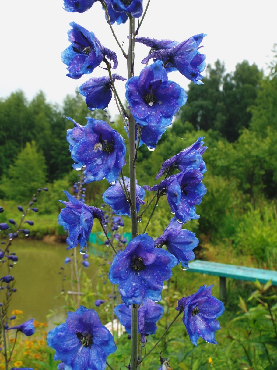 Живокость Палласа