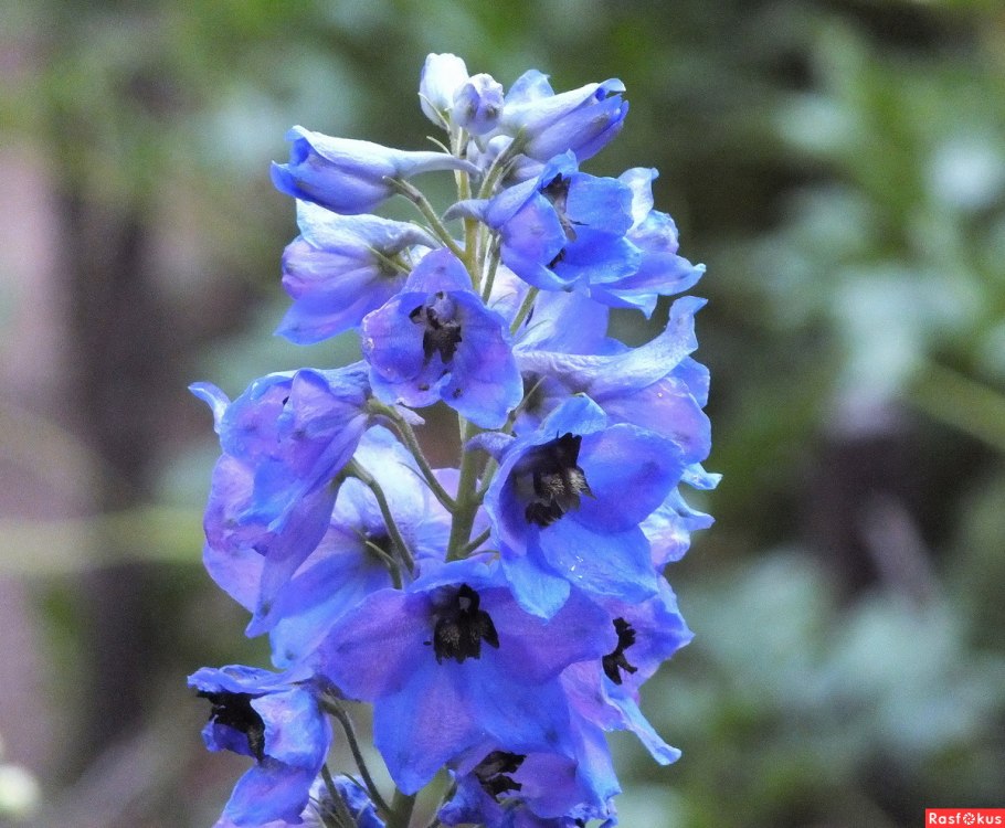 Дельфиниум Полевая Ларкспур