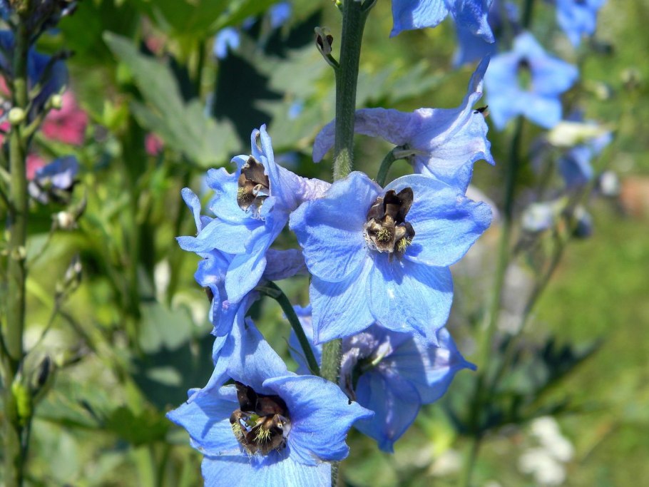 Живокость Алтайская