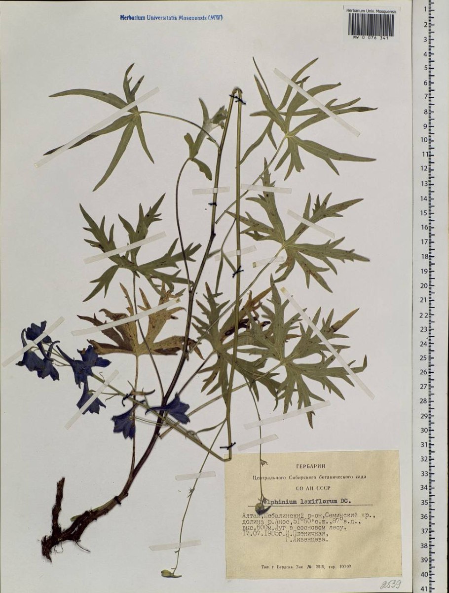 Дельфиниум Cinderella