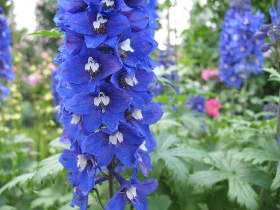 Дельфиниум sungleam