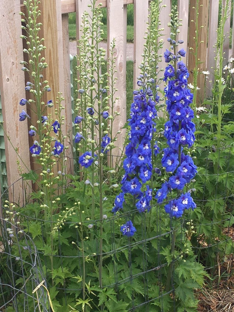 Дельфиниум живокость