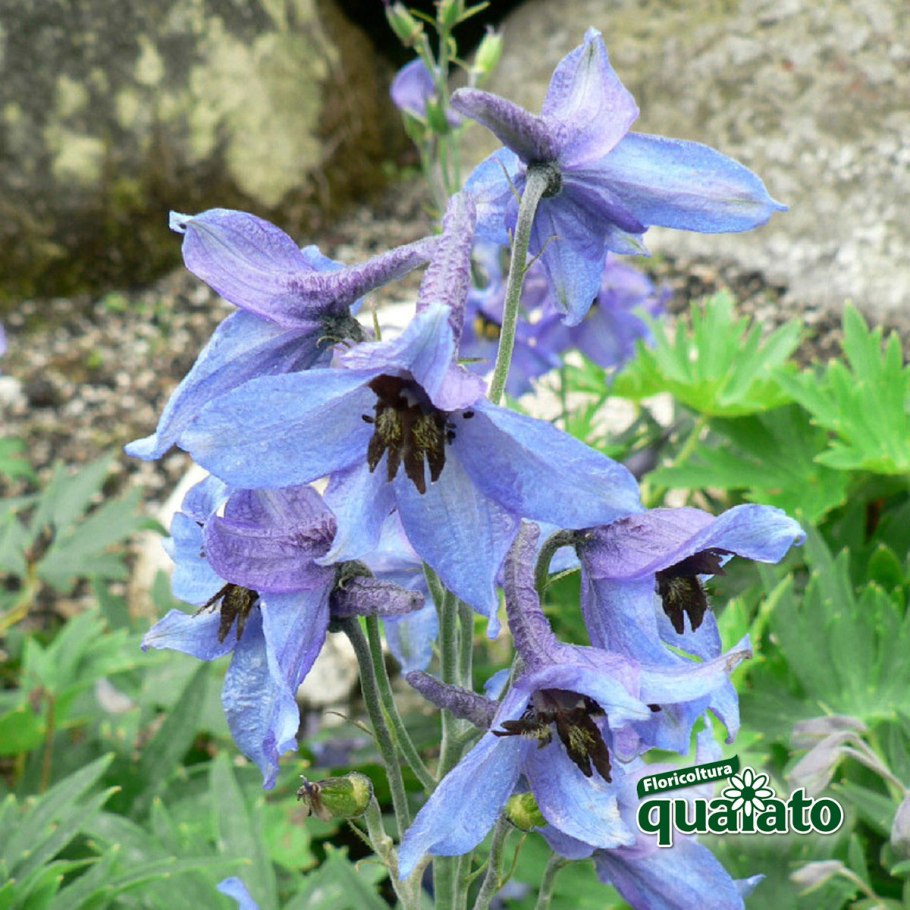 Живокость редкоцветная