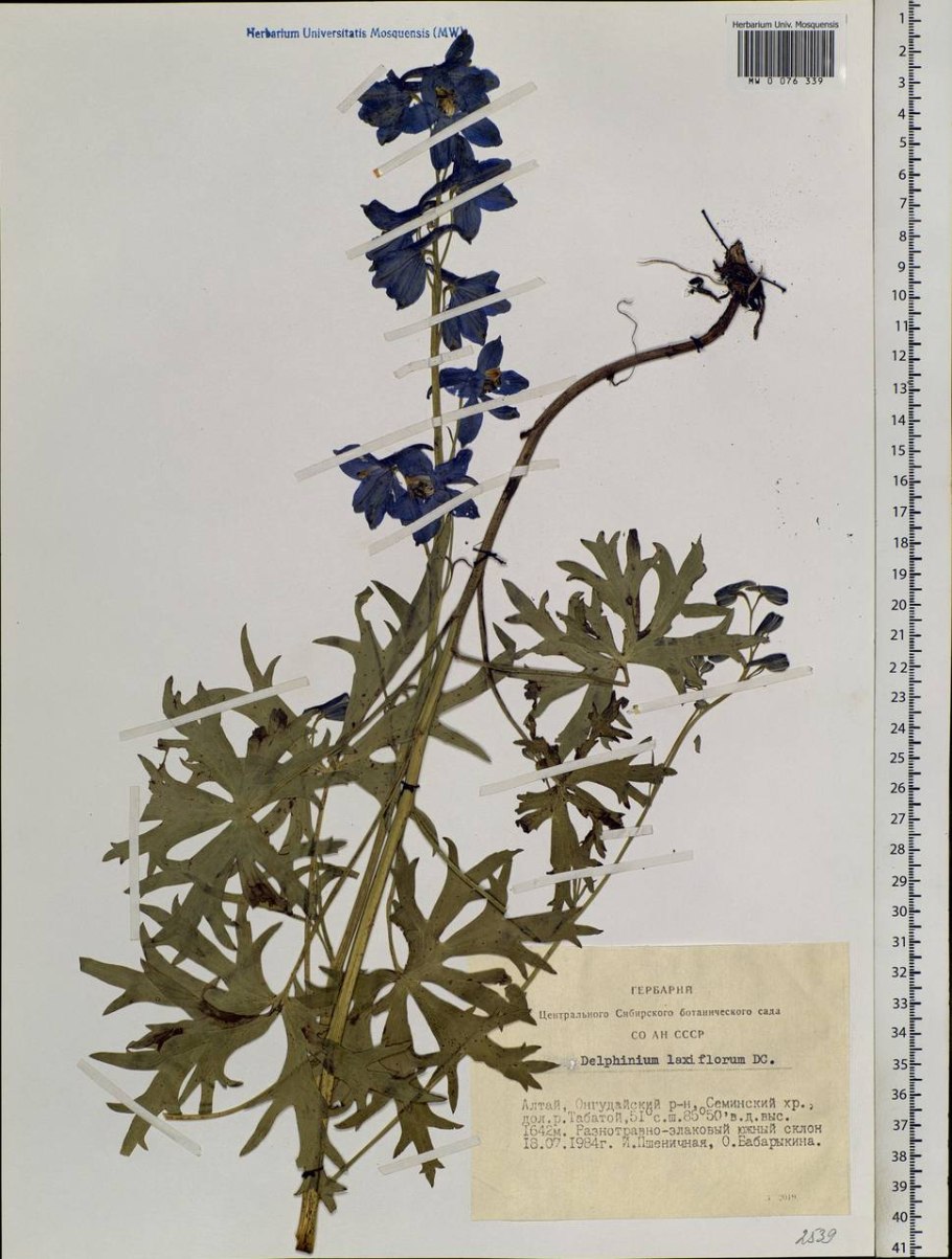 Живокость сетчатоплодная