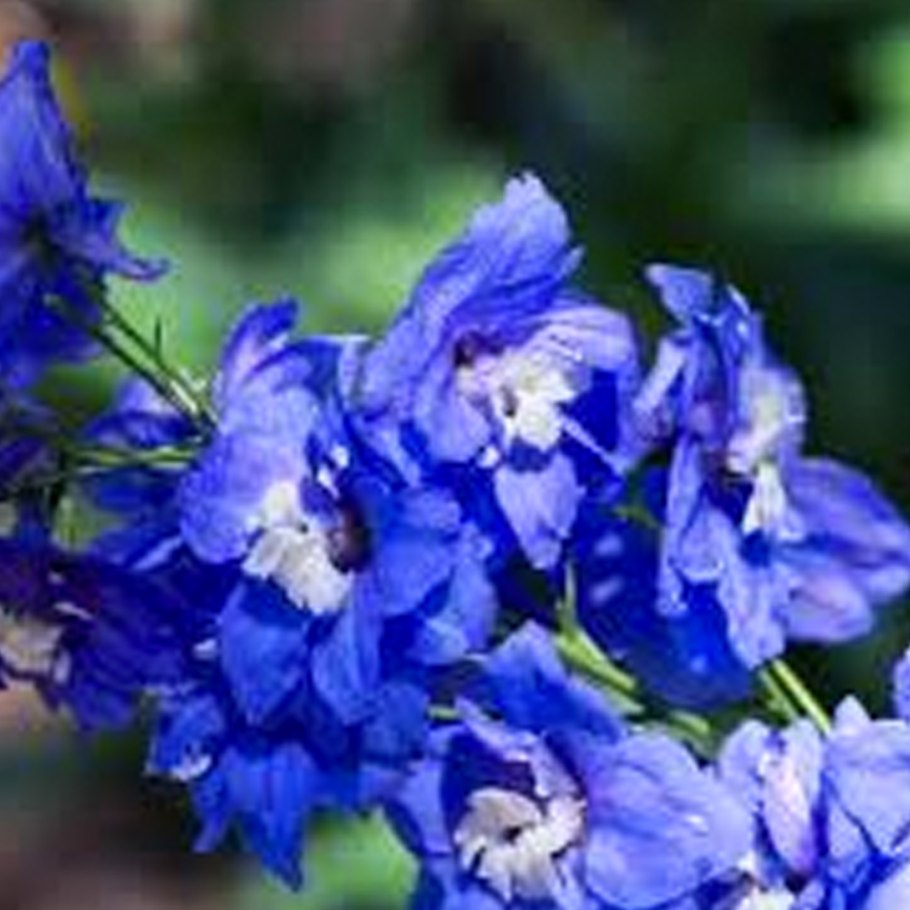 Живокость Сергея