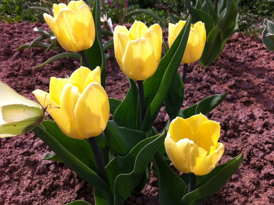 Тюльпан Pink Dwarf