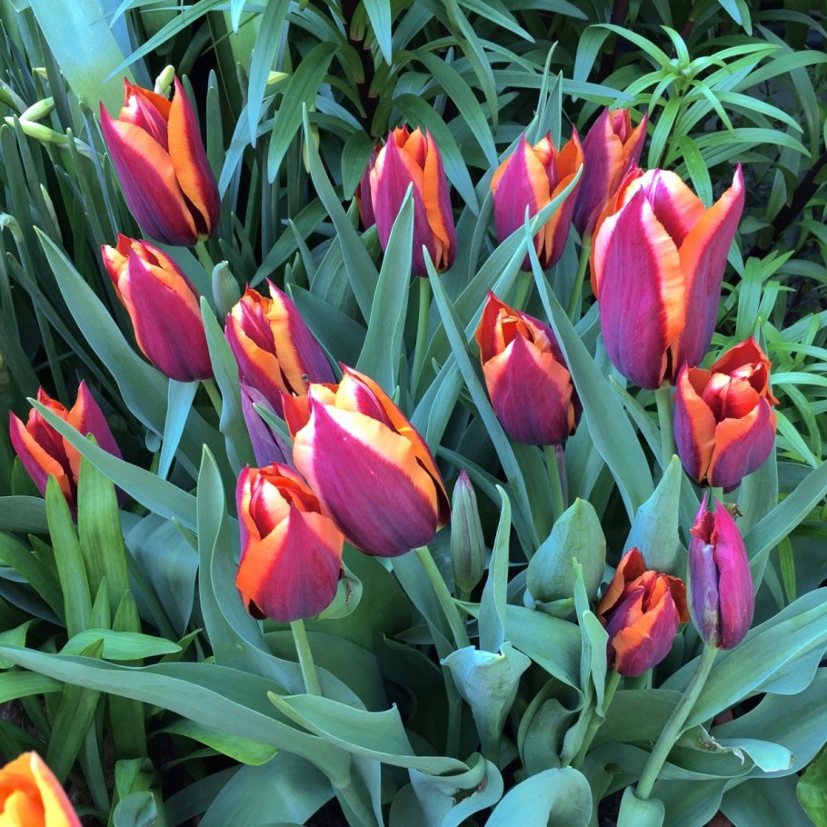 Тюльпан хумилис лилипут